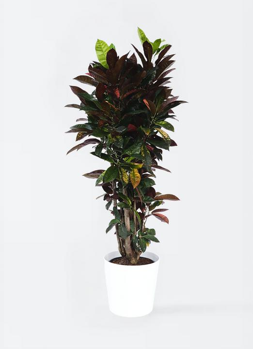 Actual product image Plant in a Box Codiaeum variegatum 'Mrs Iceton' - (140 cm)