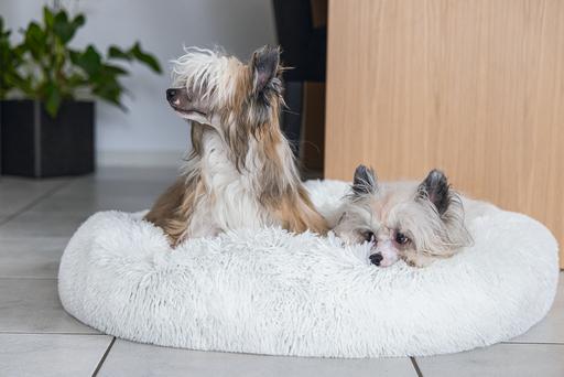 Image du produit Karlie Agnes (Chien)