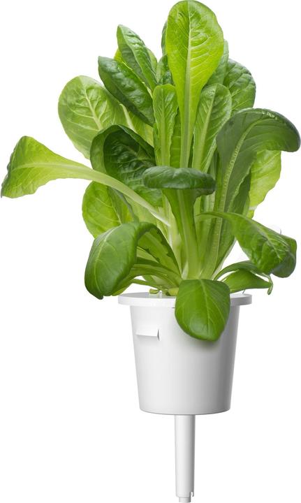 Image du produit Click and Grow Laitue Romaine (Germes)