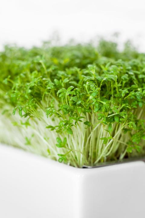 Actual product image Heimgart Crescione Inglese (Seedlings)