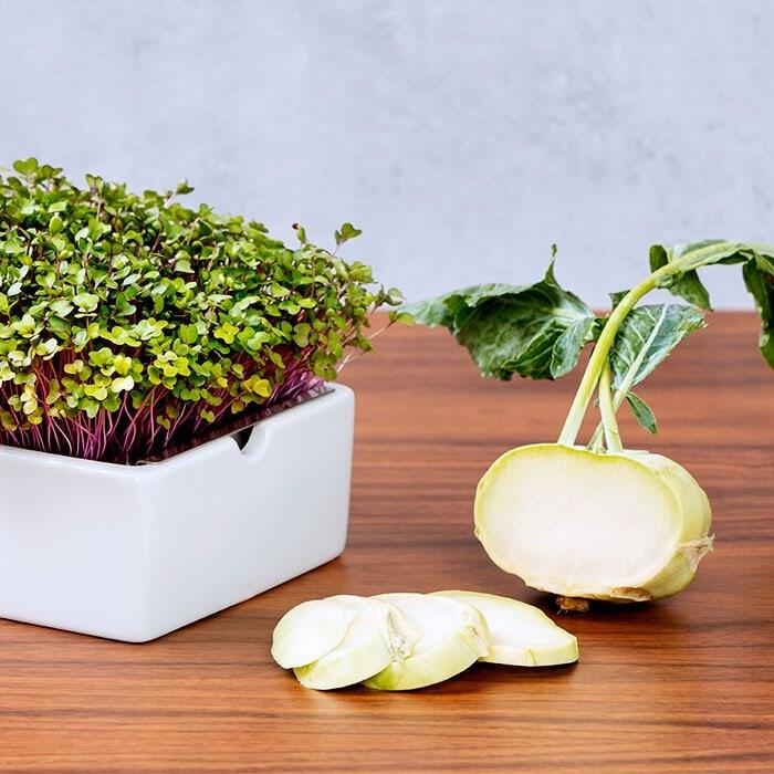 Produktbild Heimgart Kohlrabi (Keimlinge)