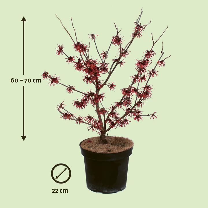 Produktbild Zulauf Zaubernuss / Hamamelis in. 'Diane' (80 cm, Tierfreundlich)