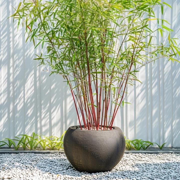 Produktbild Plant in a Box Fargesia scabrida Asian Wonder - 3er Set Asiatische Wunderbambus (25 cm)