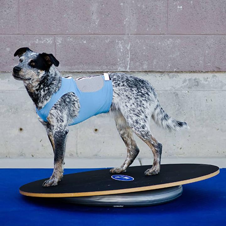Actual product image FitPaws Donut Holder (Agility)