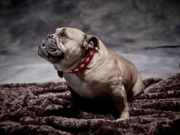 Actual product image Colly Leather collar with Swiss cross beaded, 50cm/3cm (3.5, 50, Dog, General)