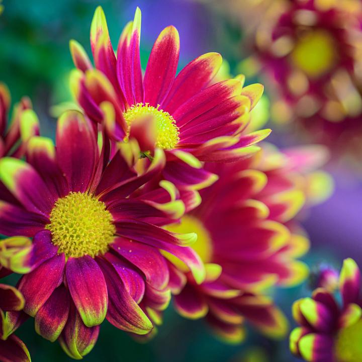 Actual product image Laowa 100mm f/2.8 Tilt Shift 1X Macro Lens Fuji GFX (Fujifilm GFX)