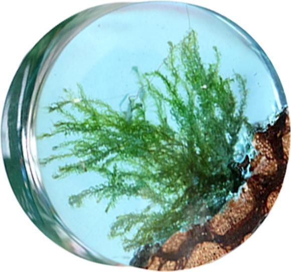 Immagine prodotto Star Piercing Spina svasata Piuma d'acqua Epoxy Blu di Liana Wood (senza ottone, Organico)