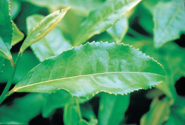 Produktbild Arkopharma Arkocaps Bio Grüntee Kapseln (130 Stück, Kapseln, 102 g)