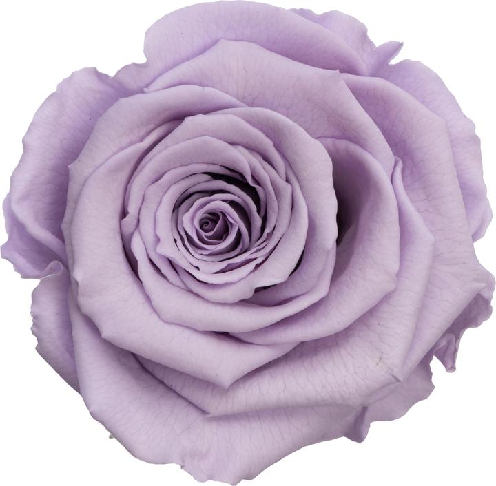 Actual product image Migros Ostschweiz Premium stem rose (stabilised rose) (Infinity Flowers)