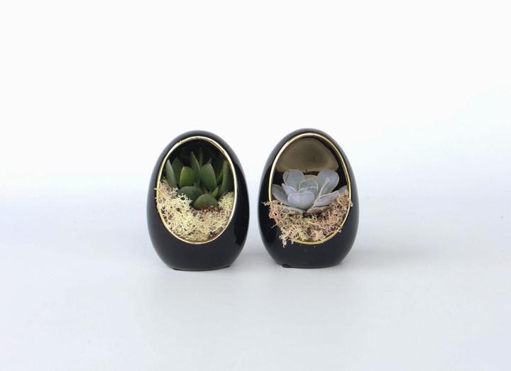Image du produit Plant in a Box Echeveria lilacina - Set de 2 oeufs décoratifs (12 cm)