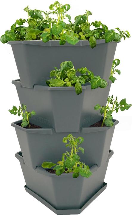 Image du produit Gusta Garden Paul Potato (38.80 cm)