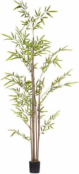 Image du produit Beliani Bambusa Vulgaris (160 cm)