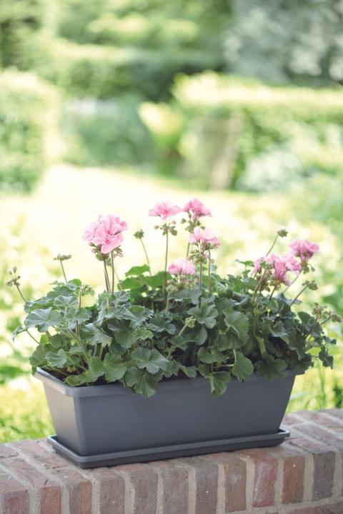 Image du produit Elho Bac à fleurs Barcelona L 90 cm anthracite (89.80 cm)