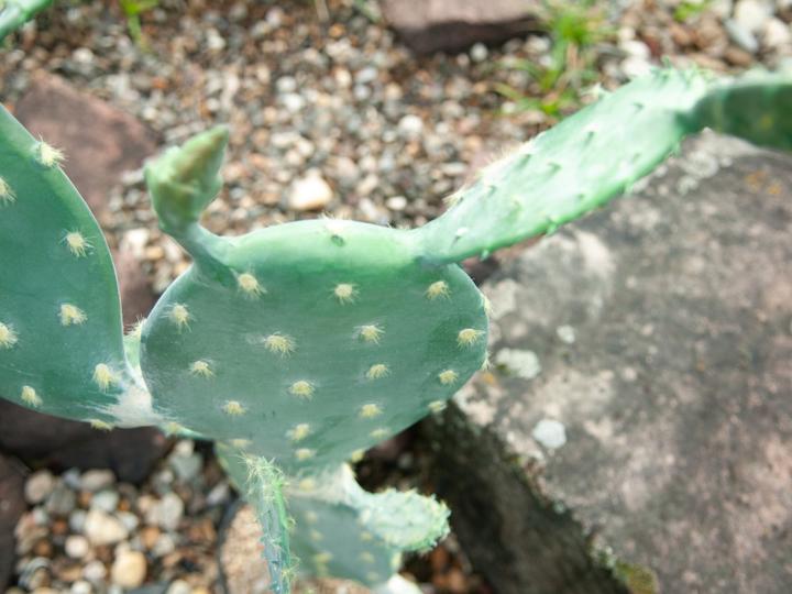 Actual product image Europalms Leaf Cactus, Artificial Plant, 76cm (76 cm)