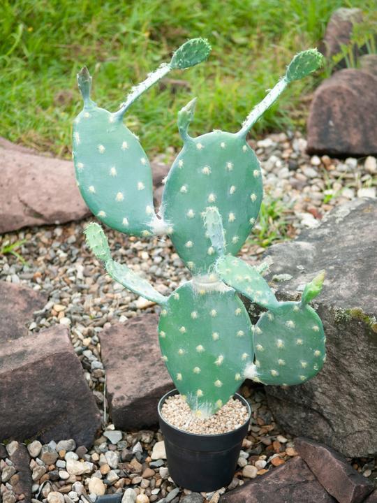 Actual product image Europalms Leaf Cactus, Artificial Plant, 76cm (76 cm)
