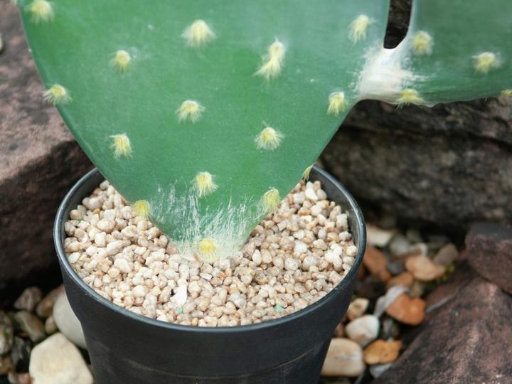 Actual product image Europalms Leaf Cactus, Artificial Plant, 76cm (76 cm)