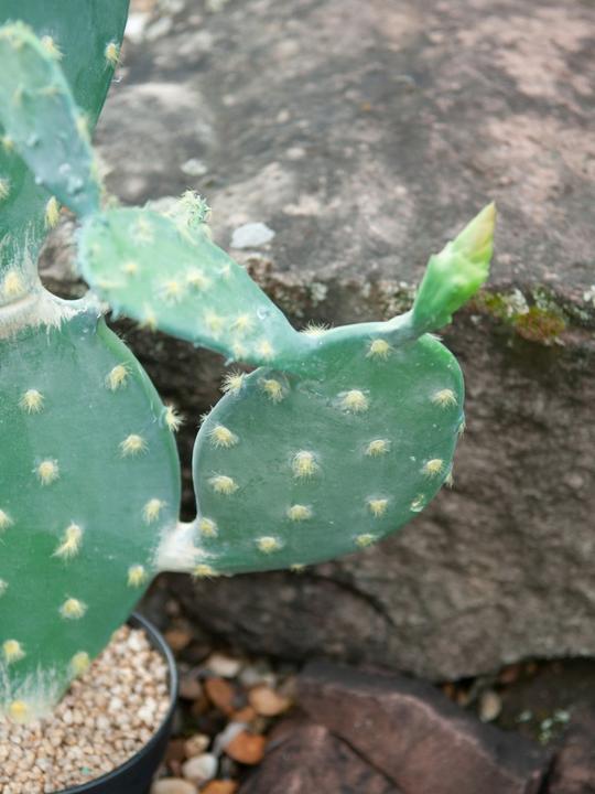 Actual product image Europalms Leaf Cactus, Artificial Plant, 76cm (76 cm)