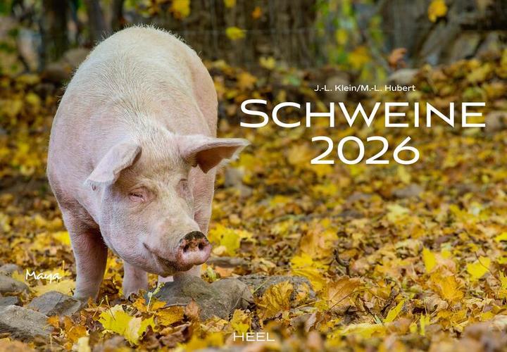 Produktbild Schweine Kalender 2026 (Deutsch)