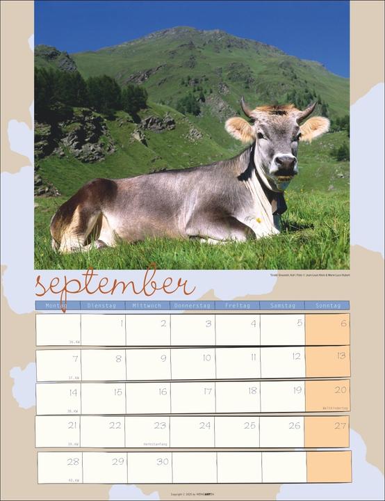 Produktbild Kuh Kalender 2026 (30 x 39 cm, Deutsch)