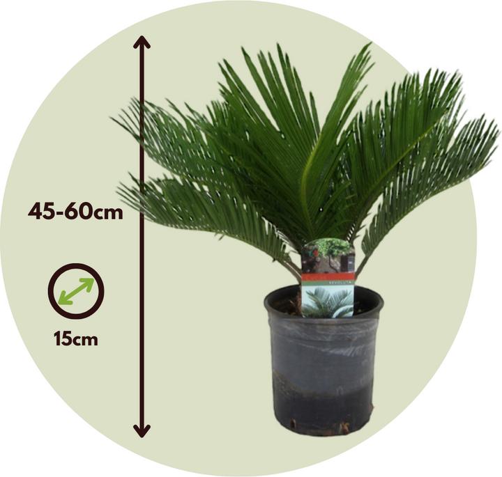 Actual product image Plant in a Box Cycas revoluta - set of 2 palm ferns (45 cm)