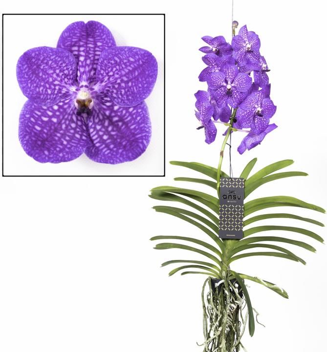 Produktbild Plant in a Box Vanda New Blue - Orchidee (55 cm)