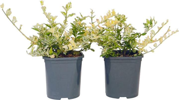 Immagine prodotto Plant in a Box Euonymus Harlequin - set di 4 piante da giardino (20 cm)