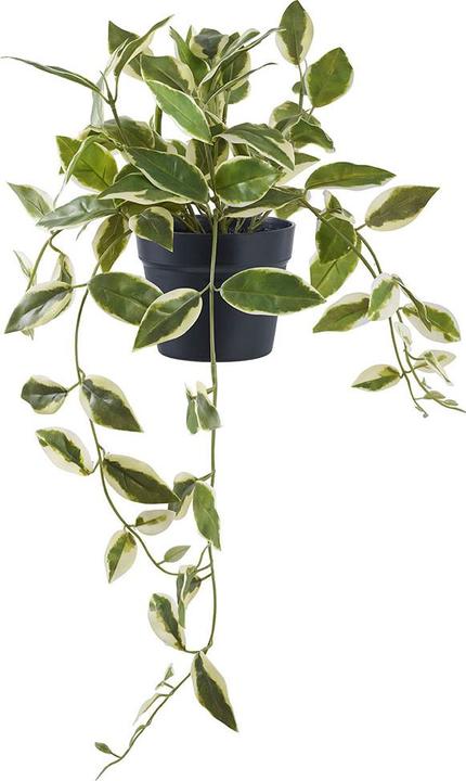 House Nordic Hoya (33 cm)