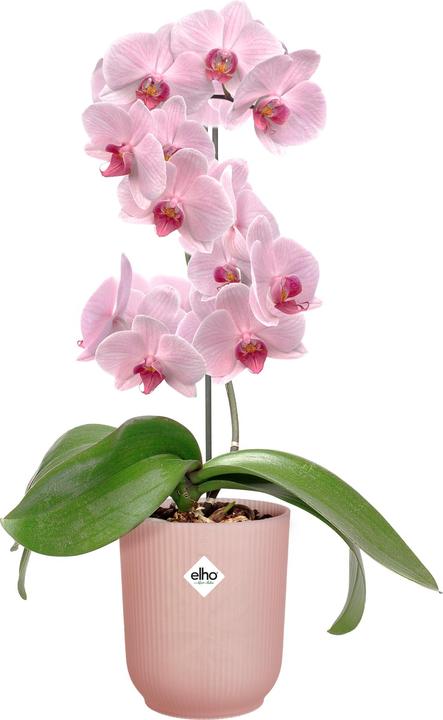 Image du produit Elho Vibes Fold Orchidée Haute (13 cm)