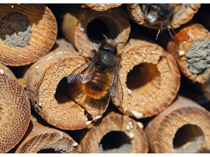 Image du produit Royal Gardineer Hôtel pour insectes Flora - Aide à la nidification pour les insectes utiles (Chrysanthèmes, Coccinelles, Guêpes creuseuses, Abeilles sauvages)