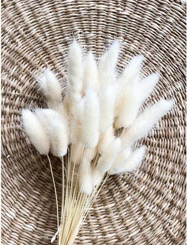 Actual product image Soli Collection Dried flowers Lagurus 50-60 cm, White (Dried flowers)