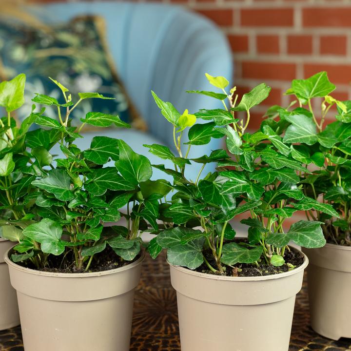 Actual product image Flowerbox Set of 4 common ivy - Hedera helix (15 cm)