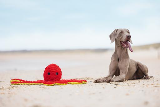 Image du produit Beeztees Pieuvre Amy (Jouet en peluche chien)