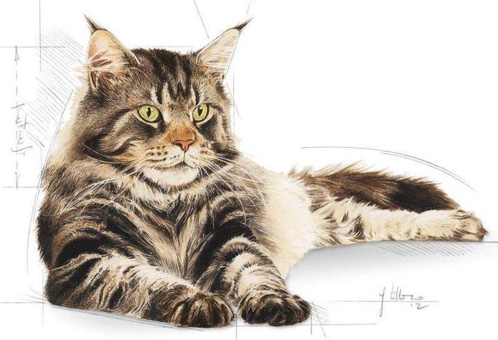Immagine prodotto Royal Canin Coon del Maine (Adulto, 1 pz., 400 g)