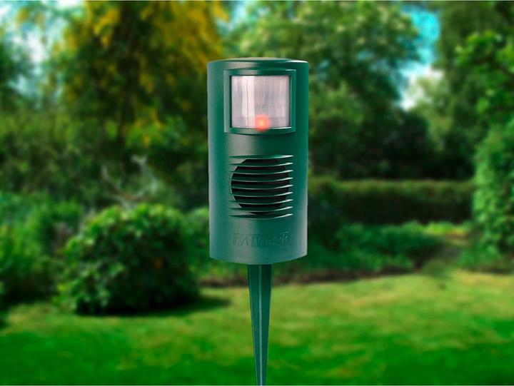 Colibri Catwatch