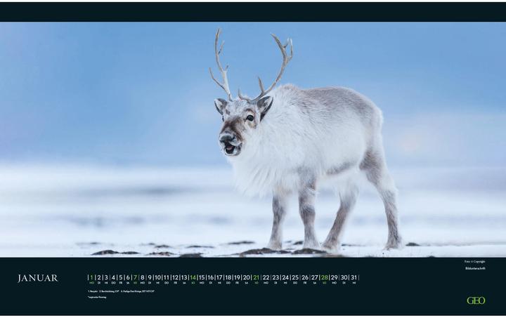 Produktbild Neumann GEO - Bedrohte Tierwelt 2025 Wandkalender, 58x36cm, Posterkalender mit Abbildungen gefährderter (58 x 36 cm, Deutsch)