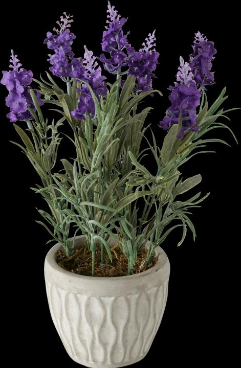 Actual product image Boltze Home Lavender (32 cm)