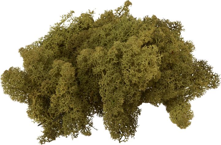 Immagine prodotto VBS Muschio d'Islanda, 100 g