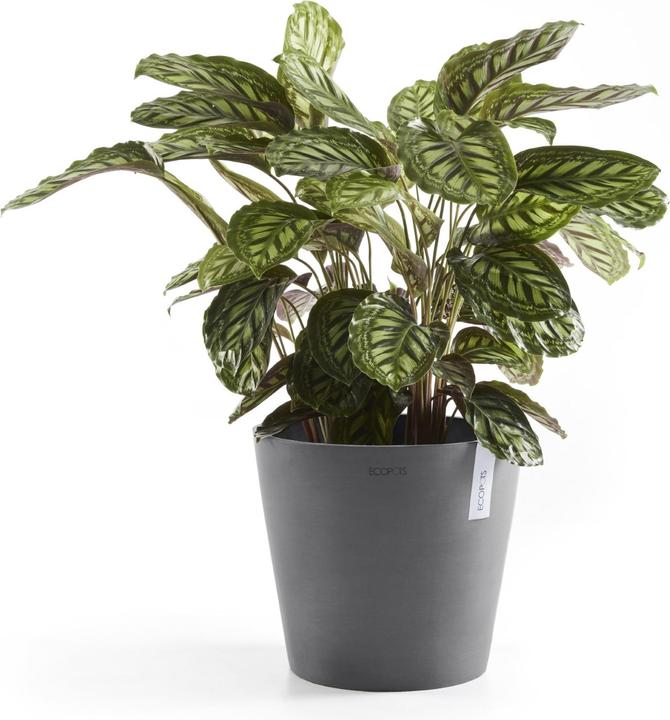 Produktbild Ecopots Amsterdam + Wasserbehälter (30 cm)
