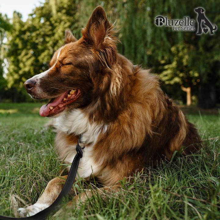Actual product image Bluzelle Dog leash (L, Dog, Walks)