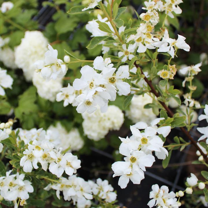 Produktbild Zulauf Prunkspiere / Exochorda racemosa 'Niagara' (80 cm)