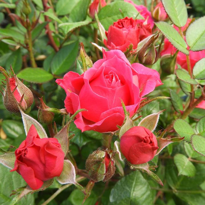 Image du produit Zulauf Floribundarose / Rosa 'Fuchsia Terrazza (70 cm)