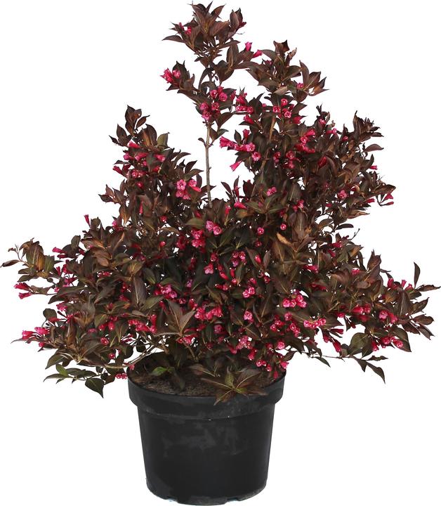 Image du produit Zulauf Weigela (80 cm)
