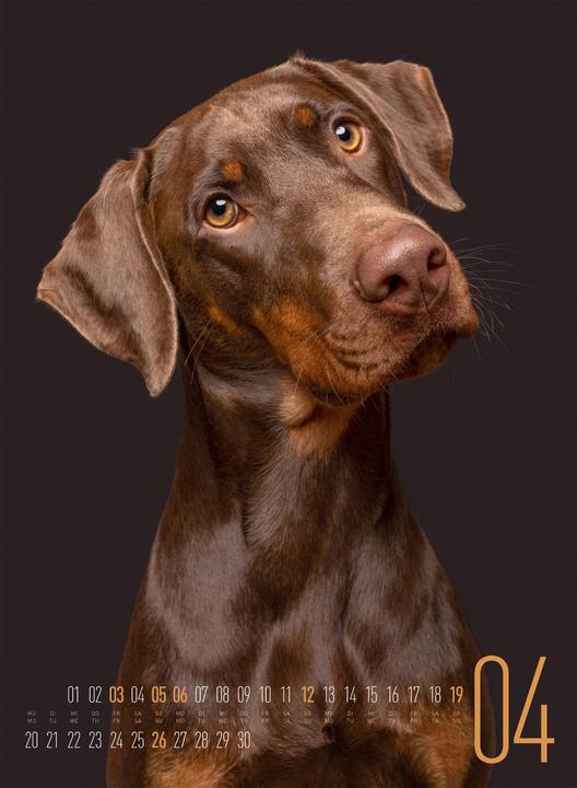 Actual product image Frei Schnauze - Kalender 2026 (33 x 45 cm, Hardcover, English, German)