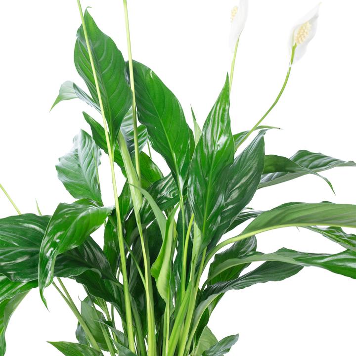Immagine prodotto Flowerbox Monocot - Spathiphyllum (50 cm)