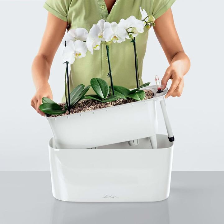 Actual product image Lechuza Delta (15 cm)