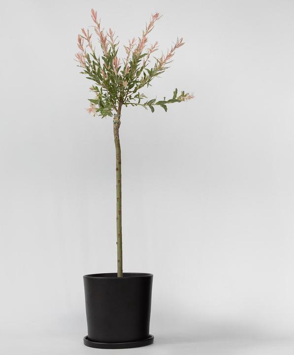 Actual product image Plant in a Box Salix integra 'Flamingo' - Zierweide (90 cm)