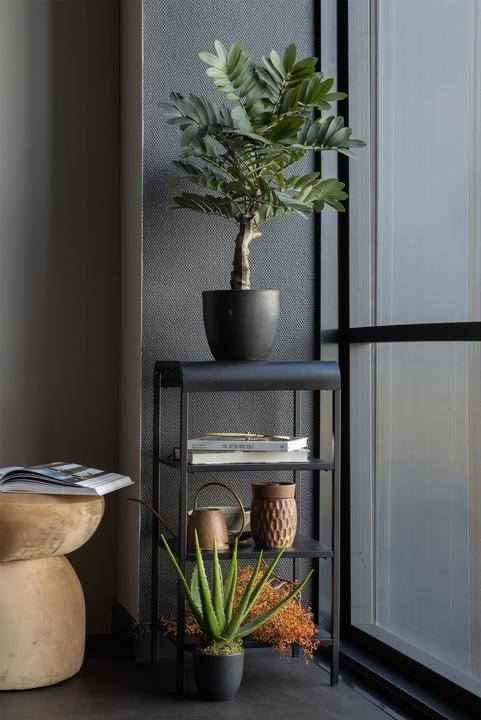 Image du produit Woood Zamia (61 cm)