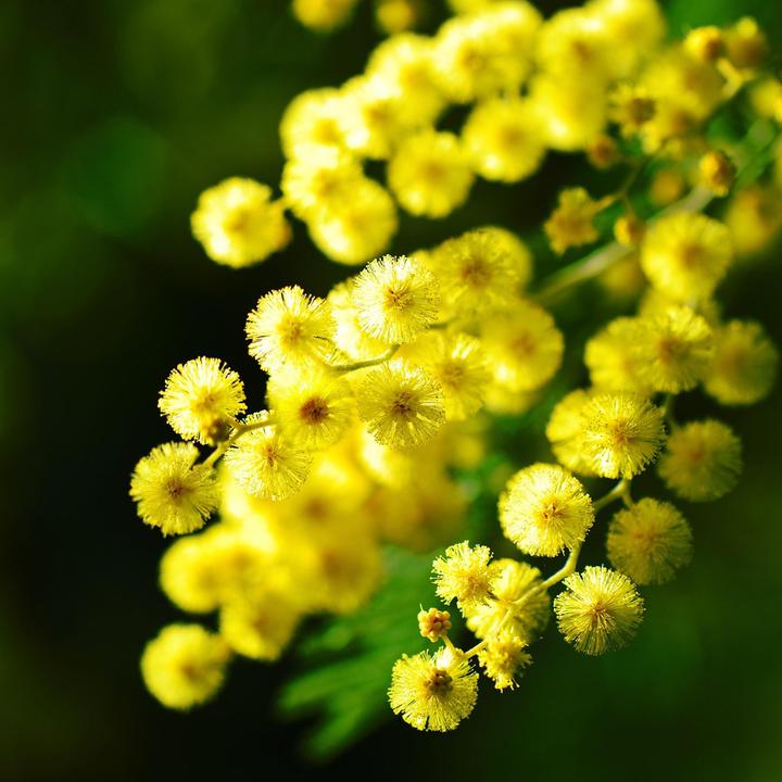 Actual product image Plant in a Box Acacia dealbata Mimosa - Mimosa plants set of 3 (40 cm)