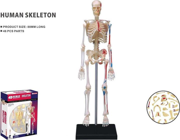 Actual product image Robetoy Human Anatomy - Skeleton (19 cm) (26059)