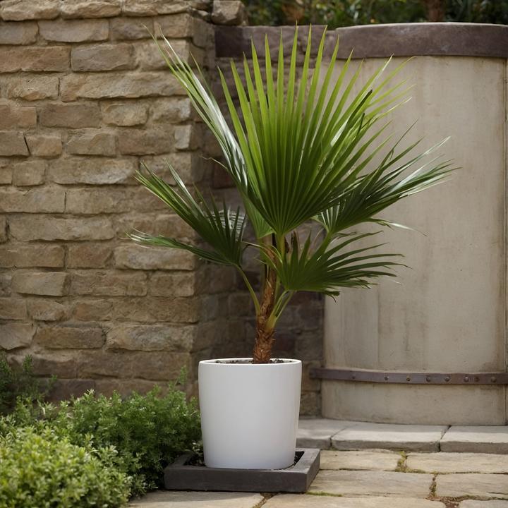 Actual product image Plant in a Box Washingtonia Robusta - Mexikanische Fächerpalme (70 cm)
